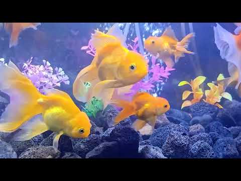 Fish Aquarium Compilation#0374, Beautiful Fish Aquarium Everyday