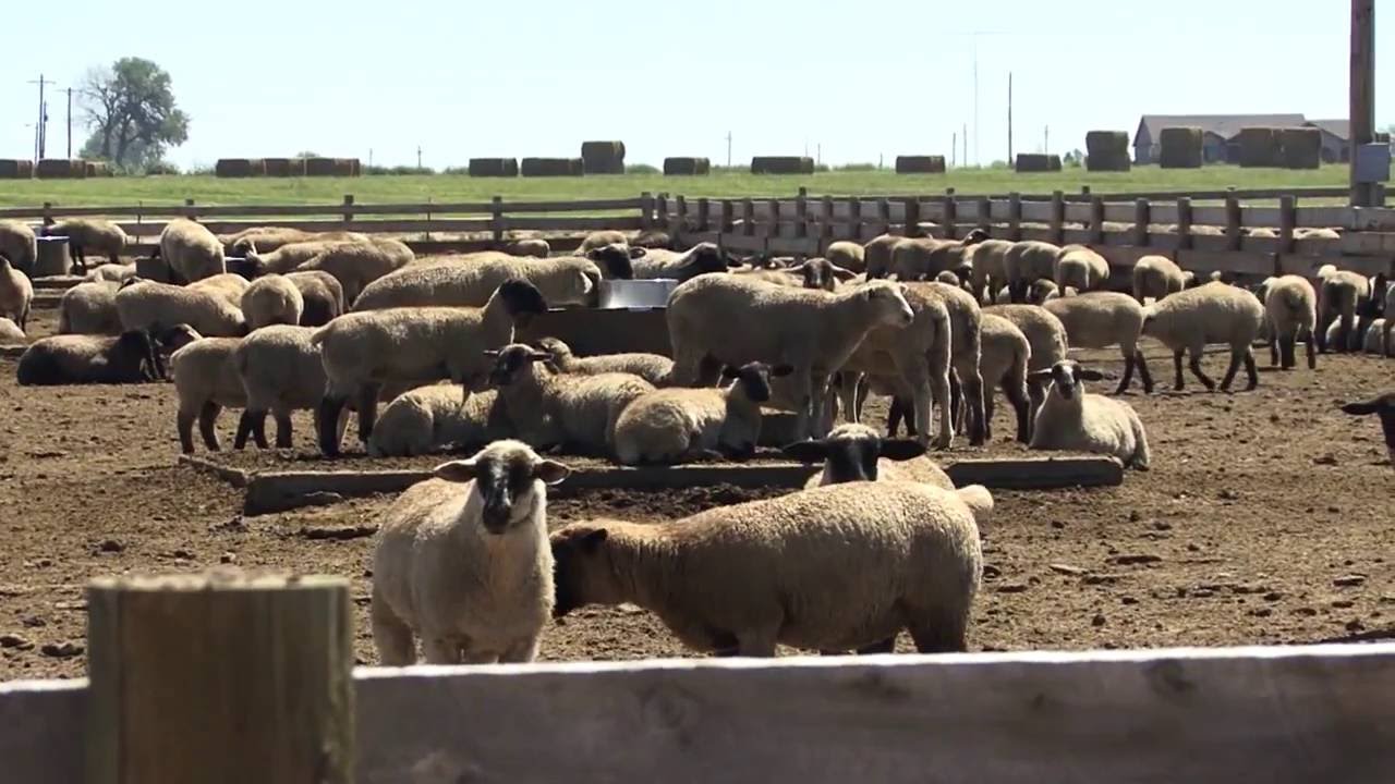 Part 1 -- General Principles for Handling Sheep
