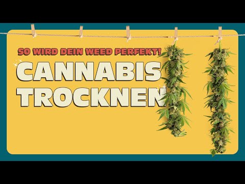 Cannabis trocknen 🔥Geheimformel für optimales Cannabis!