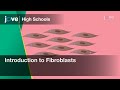 Introduction To Fibroblasts Cell Bio Video Textbooks Preview