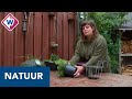 Filmmaker Sanne Vermaas maakt natuurfilm in de achtertuin - OMROEP WEST