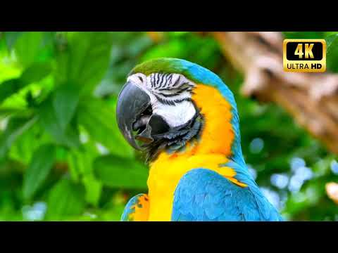 Tropical Birds with Names and Sounds in 4K - Scenic Relaxation Film