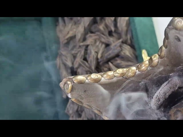 عود كمبودي تايقر