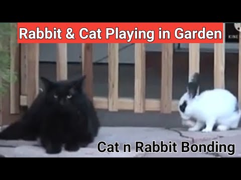 Rabbit or Cat ki Dosti ll Funny Activities rabbit playing with Cat ll Unnati farm