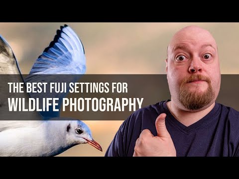 What Are The Best Wildlife Photography Settings For The Fuji XT System?