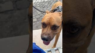 Sunday walk with my favorite boys. #rome #pitbull #cafe #walk #coffee