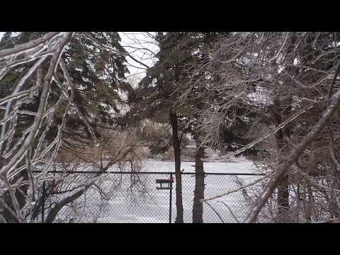 The Glee of a Blue Jay on an Icy Day