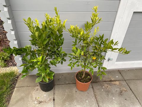 Episode 81 - 2 new citruses for the collection (Citrus limetta Pursha and Limequat) + replanting.