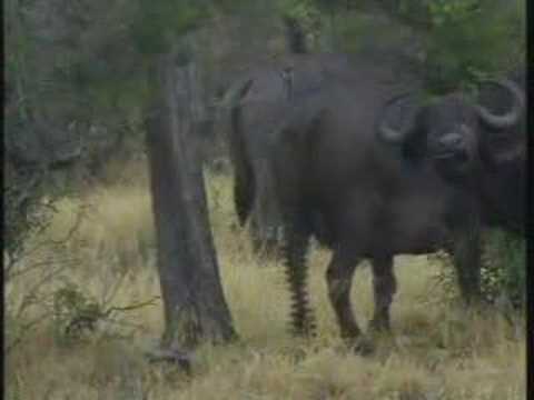 Cape Buffalo Herd Pt.2