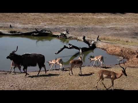Djuma: Impala herd and Nyala bull - 09/14/18