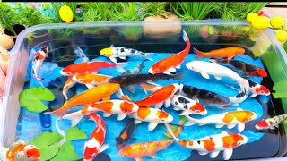 Download lagu Unboxing IKan Hias Warna Warni,Ikan Cupang,Ikan Koi,Ikan Komet,Ikan Koki,Kura Kura Brazil,Guppy mp3