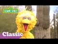 Big Bird S Video Postcard Arizona Sesame Street Classic