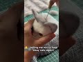 Mini Felts For Your Bereaved Pets