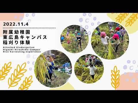 2022年11月4日　附属幼稚園の園児たちが学生らと学内の田んぼで稲刈りを行いました！