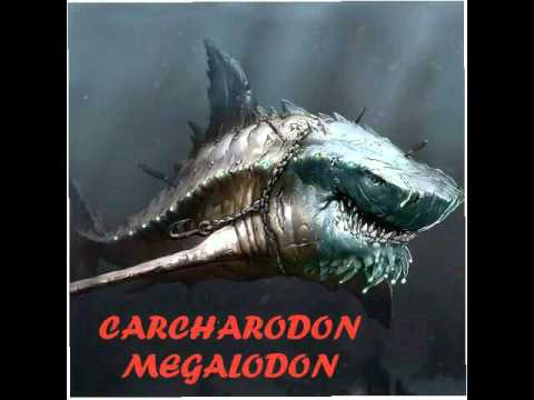 Megalodon vs pliosaurus, who would win?