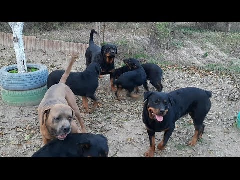 #73 O ZI NORMALA IN CURTEA CU CAINI