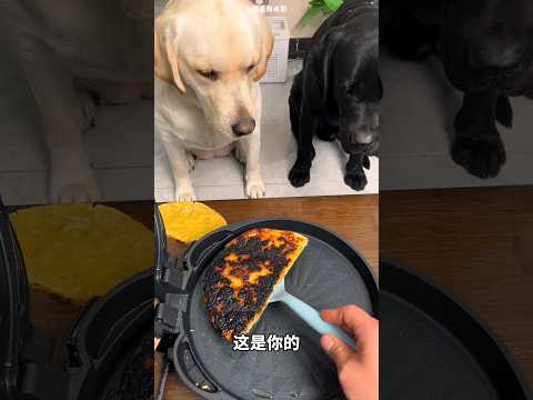 Poor Black Dog 🥹🐶 #bts