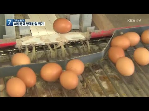 , title : '[여기는 원주] ‘산란계AI’ 4년 만에 발생…양계산업 위기 / KBS 2021.02.24.'