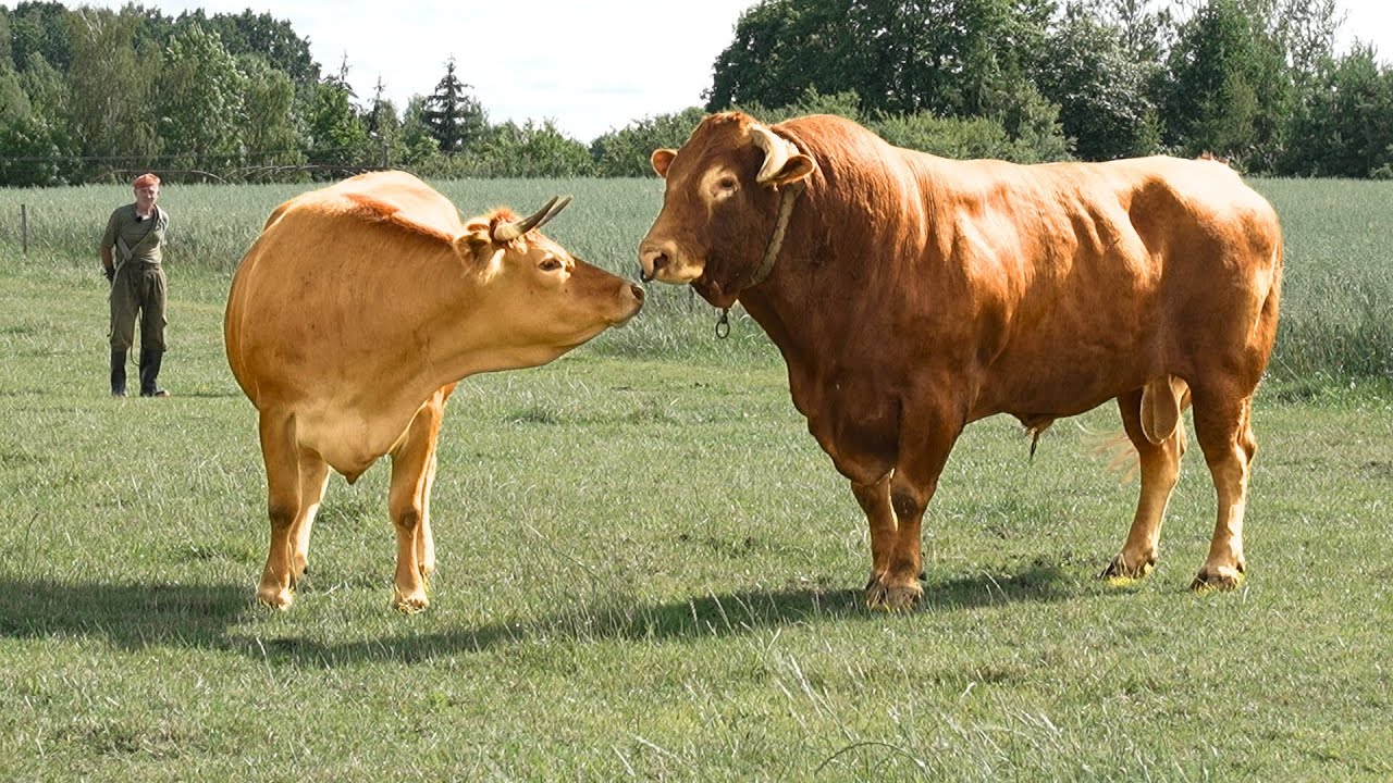The bull’s love games on the pasture! Is Ali obsessed with a cow?