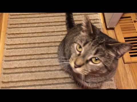 All that cute meowing over a moth?!