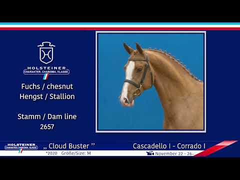 4. Holsteiner Winter-Chance 2022 | Nr. 116 v. Cascadello I - Corrado I