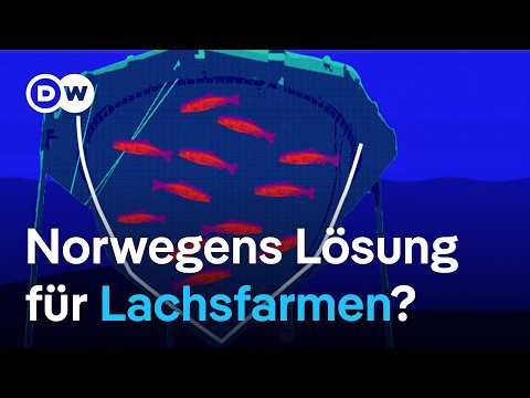 Innovative Lachszucht: nachhaltig und ohne Lachslaus | DW Nachrichten