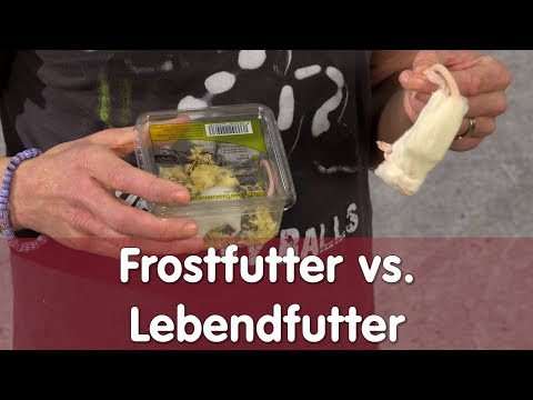Reptil TV - Praxis - Frostfutter vs. Lebendfutter