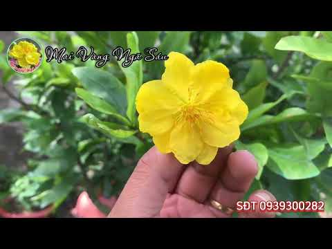 Xem nụ và hoa Cúc thọ hương, Giảo đa phúc