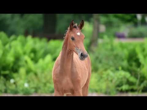 Holsteiner Fohlenauktion 2016 in Behrendorf - Nr. 14 Chin Champ - Landgraf I