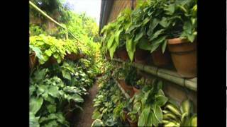 The Hanging Hostas of Hampshire.wmv