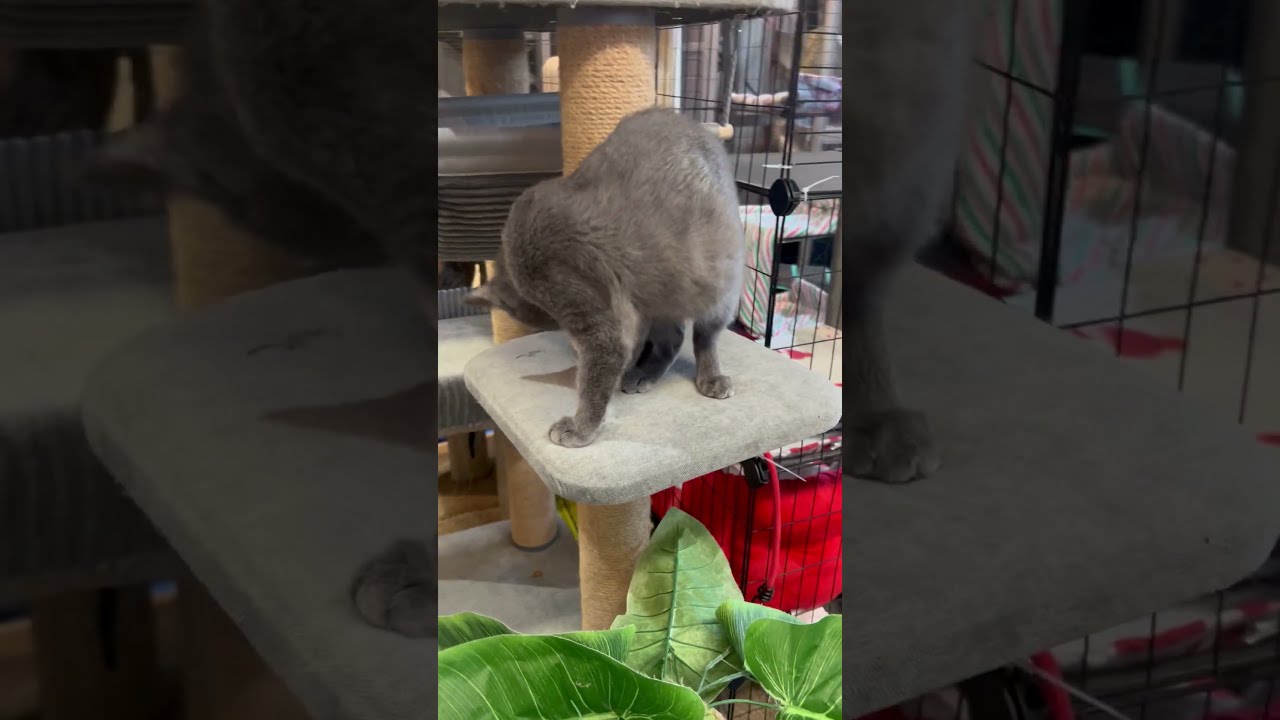 Enlarge Cash, a Adoptable Domestic Short Hair in Tillamook, OR video 5/5