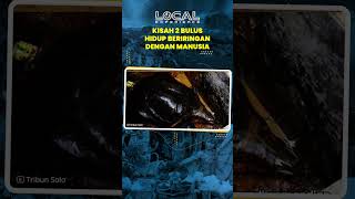 Legenda Bulus Hidup Beriringan dengan Manusia di Sendang Bulus Jimbung Klaten
