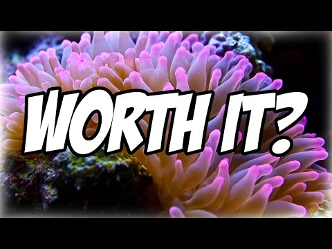 What to Know Before Buying a Anemone! | Anemone Tips & Preparation |