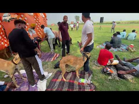 Mela Nandpur kalour greyhound race