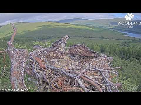 Dorcha the Loch Arkaig Osprey calls for more fish right after Louis brings a second one 9 Jul 2025