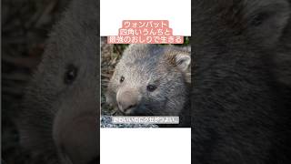 ウォンバット、かわいい顔して設計思想がクセ強すぎます。#動物 #癒し　# #Animal #animals #雑学 #ウォンバット  #かわいい動物 #funny