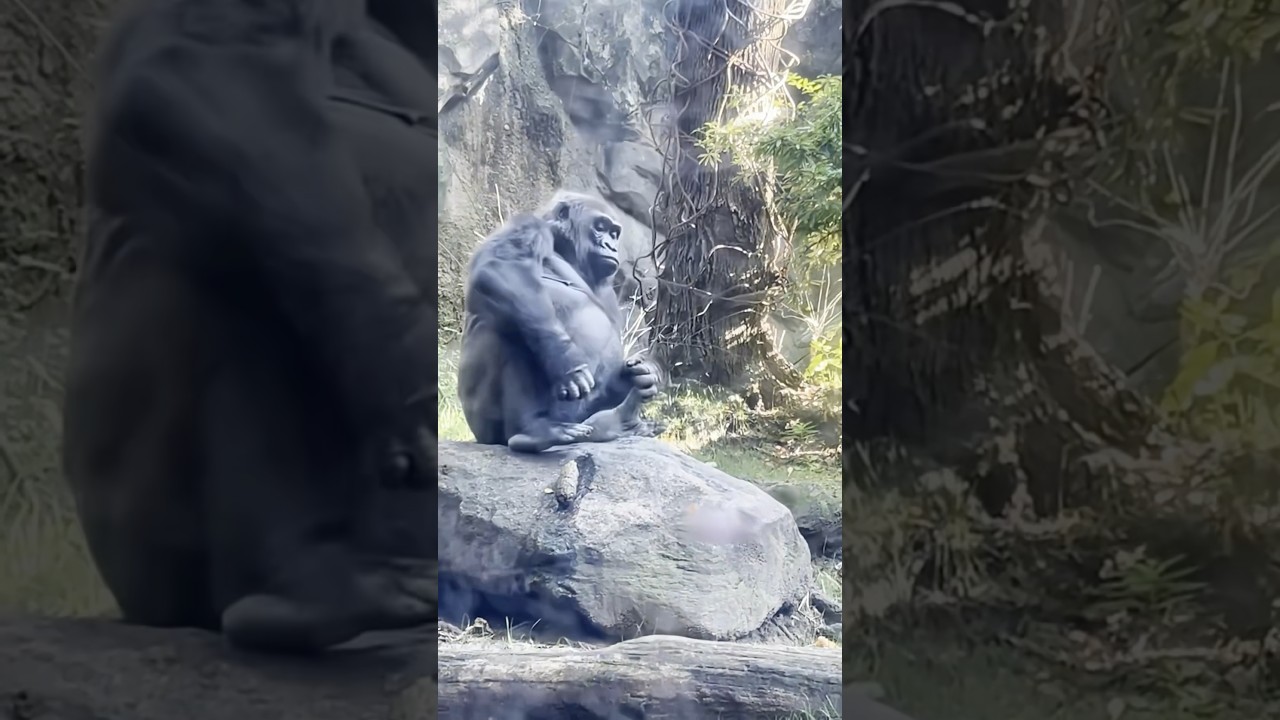 Tax avoidance gorilla #funny #gorilla #monkey