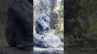 Download lagu Tax avoidance gorilla #funny #gorilla #monkey mp3 Download lagu Tax avoidance gorilla #funny #gorilla #monkey mp3