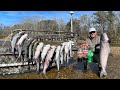 How To Catch Tons Of Big Catfish Using Coke Sprite And Mr Pib Catch Cook