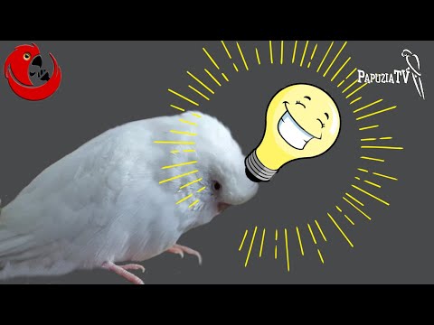 Gadająca papużka falista Józio - coś mu się jeszcze przypomniało