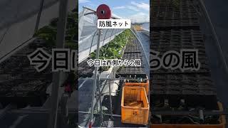 防風ネットの活用 #農業 #農協 #いちご