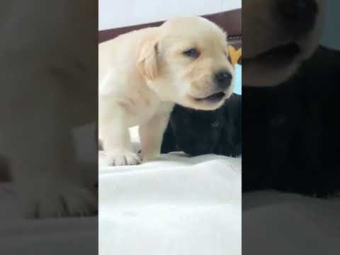 my pup s walking for d first time#labradorretriever #petlove#