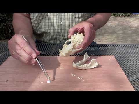 Heintges - Sicher durch die Jägerprüfung - Schädelpräparat