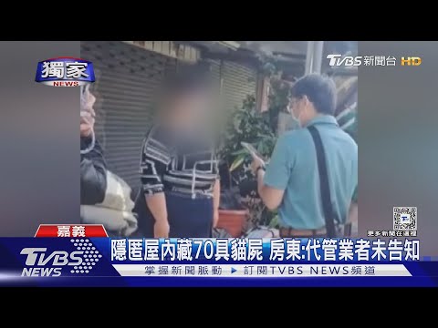 貓屍體