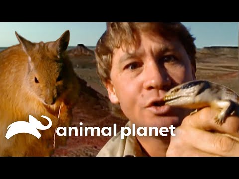 Steve Irwin's Adventures in the Outback | The Crocodile Hunter | Animal Planet