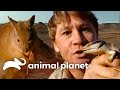 Steve Irwin S Adventures In The Outback The Crocodile Hunter Animal Planet