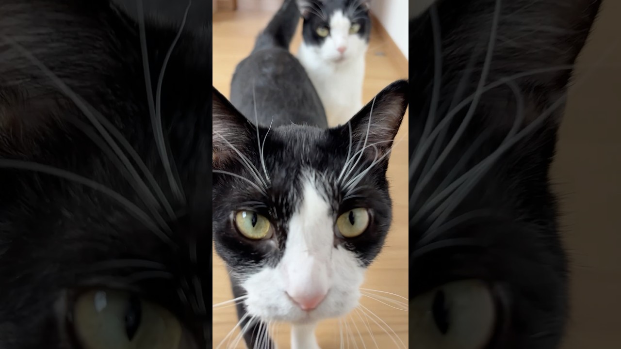 仕事に集中させてくれない猫たち #猫 #cat #かわいい