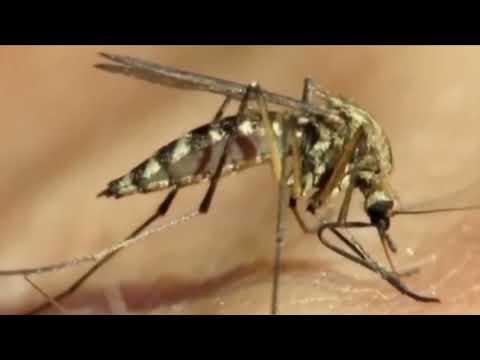 Mosquito Pool Warning