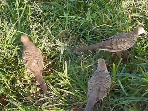 190630 0140鳩,ホノルルr図書館脇