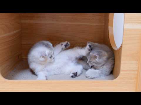 YouTube 썸네일